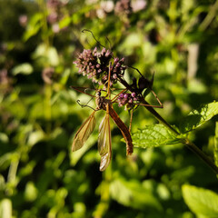 The Tipulidae, which looks like a huge mosquito, sits on a purple mint flower in the evening sunlight.