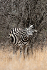 Zèbre de Burchell, Equus quagga burchelli, Parc national Kruger, Afrique du Sud