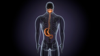 3D Illustration Concept of Human Digestive System Stomach Anatomy
