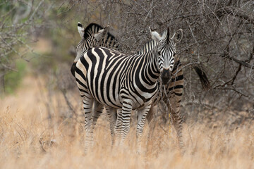 Naklejka na ściany i meble Zèbre de Burchell, Equus quagga burchelli, Parc national Kruger, Afrique du Sud