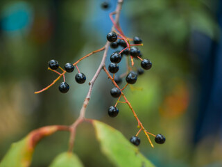 a bunch of small black berries on a bird cherry branch against a forest background