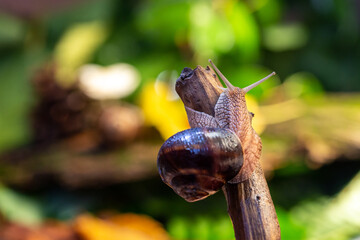 Large snail on a tree branch. Burgudian, grape or Roman edible snail from the Helicidae family. Air-breathing gastropods.