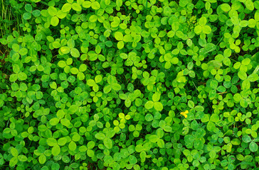 Bright green small grass with raindrops. Natural background for your blog. Eco-friendly concept.