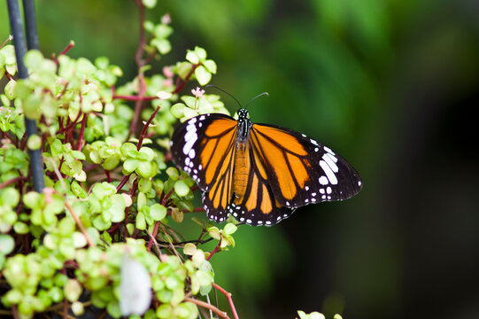The name of this butterfly is Common tiger.
Scientific name is Salatura genutia.