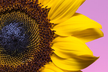 Beleza de um Girassol