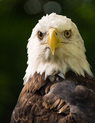 portrait of a bald eagle