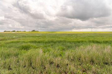 beatiful landscape at the wadden sea with grass and water trickles at north sea