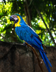 blue and gold macaw