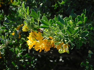 Medicago or alfalfa arborea or moon trefoil, wild plant with beautiful yellow flowers, and a honey bee