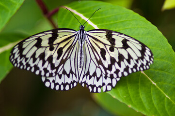 Naklejka premium The name of the butterfly is Tree Nymph Butterfly,Rice Paper butterfly. Scientific name is Idea leuconoe Erichson, 1834.