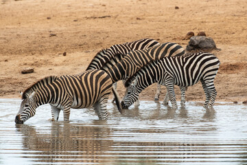 Zèbre de Burchell, Equus quagga burchelli, Parc national Kruger, Afrique du Sud