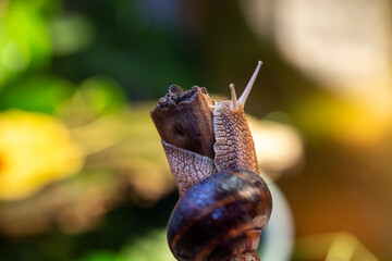 Large snail on a tree branch. Burgudian, grape or Roman edible snail from the Helicidae family. Air-breathing gastropods.