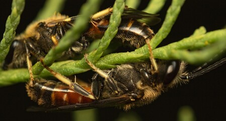 brown insect on a tree