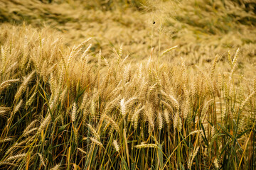 Cereal field. Ears of golden wheat and barley close up. Background of ripening ears.