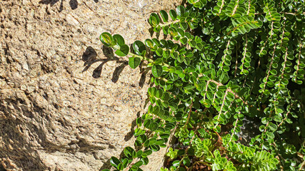 Plants on a gray stone background. Branches with green leaves, watermelon. Summer harvest, summer cottage. Backgrounds