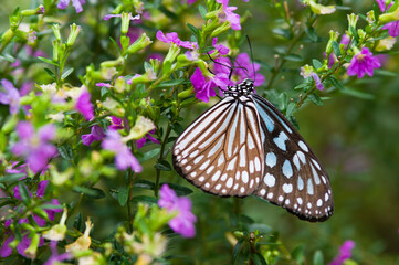 The name of the butterfly is Ceylon blue glassy tiger.
Scientific name is Ideopsis similis.