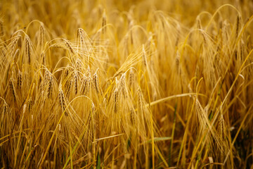 Cereal field. Ears of golden wheat and barley close up. Background of ripening ears.