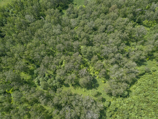 Aerial view of the forest thicket at summer sunny day. Green trees growth densely near each other. Green foliage and green underbrush. Nature terrain looks like texture. Top down drone air view. 