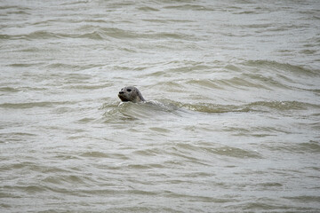 Fototapeta premium Tagesausflug nach Spiekeroog, Seehund