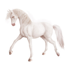Plakat cheval, blanc, animal, isolé, étalon, mammifère, chevalin, crin, galop, poney, arabe, courir, andalou, ferme, amoureux des chevaux, course, nature, beau, gris, de race, tête, arabe, gris