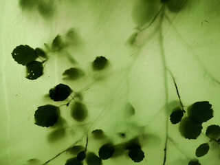 the leaves of the tree are visible through the awning