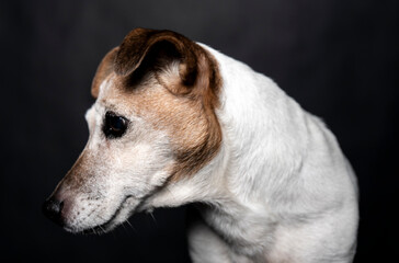 Portrait of a Jack Russel terrier