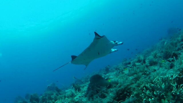 Manta Ray Philippinen