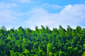 Fototapeta na wymiar 雲のある青空と竹林のイメージ