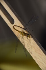 Libellule Jaune  Sympetrum  