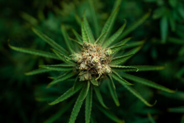 Naklejka na ściany i meble Cannabis Top View