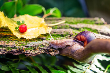 A large snail on the bark of a tree. Photo in the wild. Burgudian, grape or Roman edible snail from the Helicidae family.