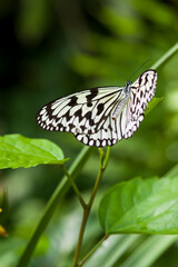The name of the butterfly is Tree Nymph Butterfly,Rice Paper butterfly.
Scientific name is Idea leuconoe Erichson, 1834.