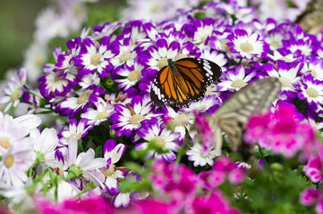 The name of this butterfly is Common tiger.
Scientific name is Salatura genutia.