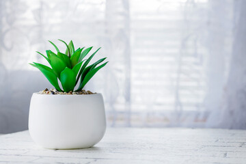 Home plant in a white pot on a white window background. Green indoor plants.