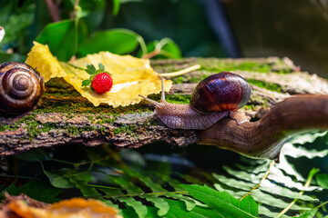 A large snail on the bark of a tree. Photo in the wild. Burgudian, grape or Roman edible snail from the Helicidae family.