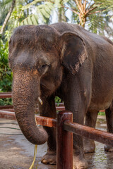 Critically endangered Sumatran elephant. Bali, Indonesia