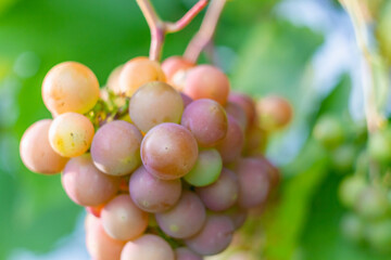 Large pink and green grapes close-up. Fresh grapes are gathered in clusters on a grape Bush.