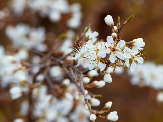 Blüten im Frühling