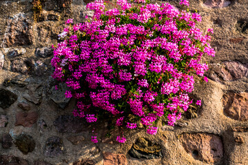 Fototapeta na wymiar Flowers hanging on the wall of Richwhir, Alsace, France