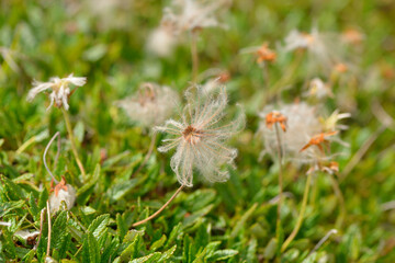 Samen des Weißen Silberwurz (Dryas octopetala) 
