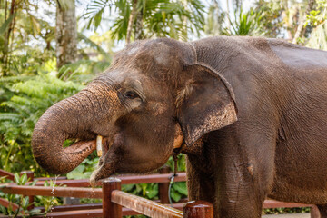 Fototapeta na wymiar Critically endangered Sumatran elephant. Bali, Indonesia
