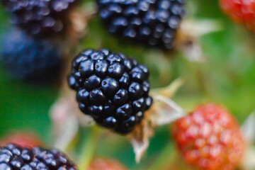 A bunch of purple, pink, black ripe and unripe blackberries. Natural garden or forest blackberries on a branch of a green plant.