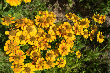 Bright yellow small garden flowers