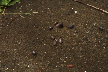 Roly poly, Pill bugs on the ground