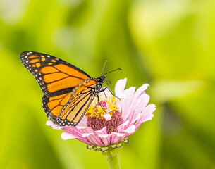 Monarch butterfly on flower.