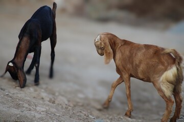 goats  dairy animal in the animal farm