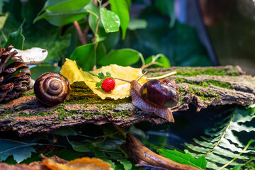 Large snails crawling along the bark of a tree. Burgudian, grape or Roman edible snail from the Helicidae family.
