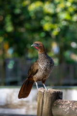 Nome Popular
Aracuã Escamoso

Nome Científico
Ortalis squamata

Nome em Inglês
Scaled Chachalaca