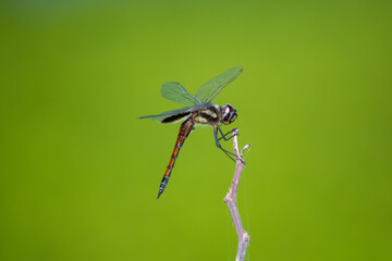 Libélula - Dragonfly