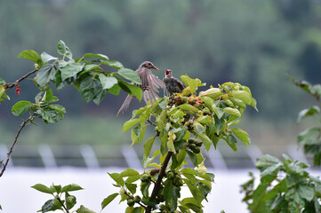 Brown-eared bulbul  in South Korea. 